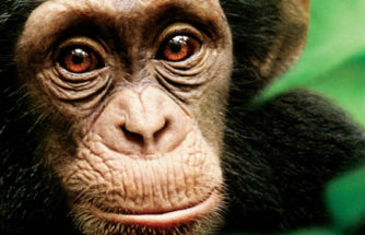 Laboratorio abandona a chimpancés en isla y sin alimentos (+video)